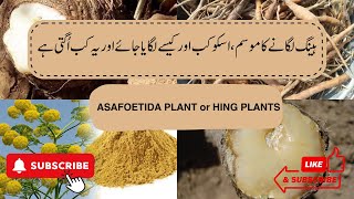 Heeng ہینگ لگانے کا موسم ، اسکو کب اور کیسے لگایا جائے اور یہ کب اُگتی ہےASAFOETIDA PLANT in Pak [upl. by Samella]