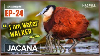 Jacana → Water Walking Wonder of Wetlands ● facts MadfullMoments ◌ EP►24 [upl. by Nalepka]