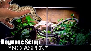 NEW Hognose Enclosure  Osiris Got An Upgrade [upl. by Naor659]