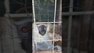 Vervet monkey in Africa [upl. by Rehc773]