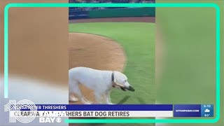 Clearwater Threshers bat dog retires [upl. by Adnarem]