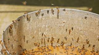 Bees and Flies Swarming Around Fermentation Residue in a Bucket [upl. by Hurst]