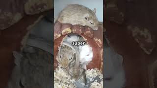 Did You Know This About Gerbils 🐹 animals facts gerbils [upl. by Onitnatsnoc]