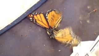 Rearing Monarch Butterflies  Clip 12 of 20  Aggressive Mating Behavior [upl. by Anelrad892]