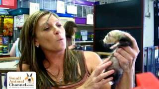 Pet Ferret Care Information  SmallAnimalChannelcom [upl. by Galan]