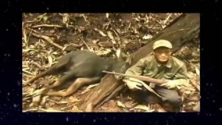 Go to the forest with famous Cambodia hunter  Hunting and Cooking wild chicken [upl. by Nelson]