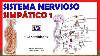 🥇 SISTEMA NERVIOSO SIMPÁTICO 13  Generalidades  ¡Explicación Sencilla [upl. by Etteloiv]