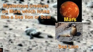 Mysterious creature on Mars which looks like a Sea lion or Seal [upl. by Ahsatam]