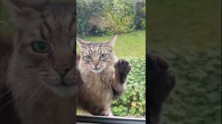 Let me in Fenton 😸 cat [upl. by Celeste127]