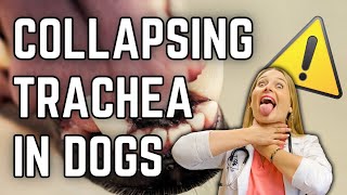 Is Collapsing Trachea deadly for my Dog  Dr Lindsay Vet Explains Treatment  Clinical signs [upl. by Ahsikyw57]