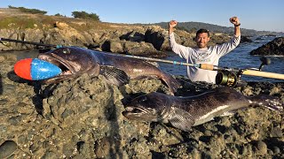 Camouflaged Fish LIMIT From Shore  How I FINALLY DID IT [upl. by Northrop]