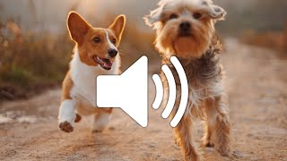 Dog Barking Sound Effect  Copyright free [upl. by Daberath]