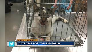 Cat tests positive for rabies in Plant City [upl. by Luebke]