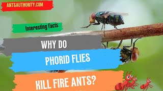 Why Do Phorid Flies Kill Fire Ants [upl. by Ydisac]