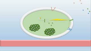 Comprendre le MÉCANISME DE SECRETION DINSULINE [upl. by Tiersten]