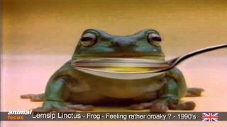 Lemsip Linctus and Expectorant  Croaky Frog  Starts crooning [upl. by Ramgad]