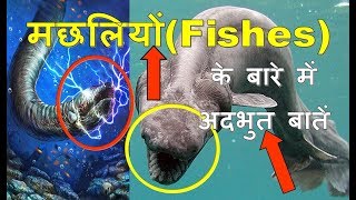 मछलियों के बारे में दिलचस्प जानकारी  Fishes Facts in Hindi [upl. by Jerald]