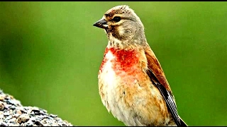 Linnet Bird [upl. by Previdi]