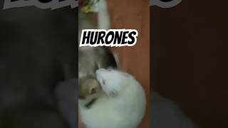 Hurones jugando pets [upl. by Aramoj]