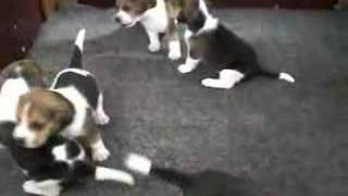 3 weeks old beagles playing [upl. by Akemak858]