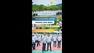 PLN Nusantara Power Panen 300 Ribu Pohon Kaliandra Wujud Komitmen Perusahaan Sediakan Energi Hijau [upl. by Ettennan]