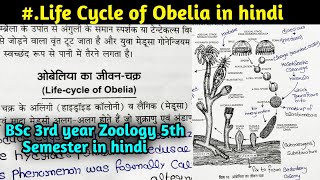 Life cycle of Obelia in hindi  BSc 3rd year Zoology 5th Semester in hindi [upl. by Elden]