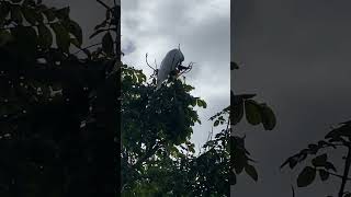 Sulphur crested cockatoo demolishing a fruit pod [upl. by Petie292]