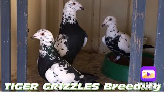 Most Beautiful Tiger Grizzle Racing Pigeon [upl. by Muns485]