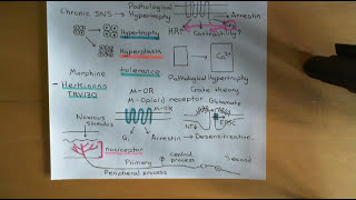 G Protein Coupled Receptors Part 8 [upl. by Larimer]