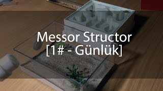 Messor Structor  Günlük 1 [upl. by Laurie]