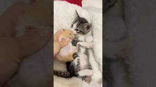 youtubecreator cat hamsters catlover hamstersshow kitten catshorts cute cutecat viralvideo [upl. by Kirsteni]