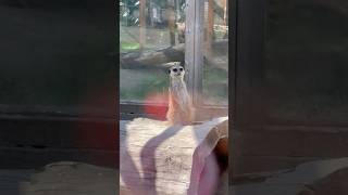 Where are you Nancy suricata animalsvideo animals quebec animalslover zoo animalshorts [upl. by Inavihs223]