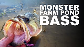 Howto Catch BIG Farm Pond Bass Early [upl. by Morris]