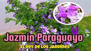 Jazmín Paraguayo Brunfelsia australis [upl. by Tevis]