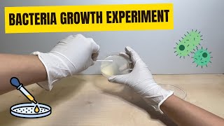 Bacteria Growth Experiment How to make agar plates [upl. by Ludeman]