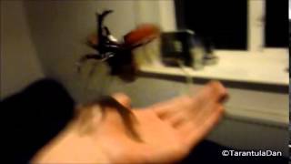 Flying Beetle [upl. by Clinton]