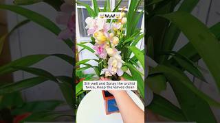 Treat diseases on orchid leavesshorts viral plants [upl. by Neleag]