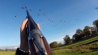 Powis Castle Nov 2014  Superb birds  Shocking misses [upl. by Ayikal945]