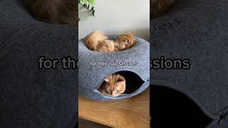 Cats can’t resist this awesome bed no cap [upl. by Azial]