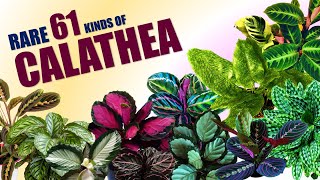 RARE 61 CALATHEA VARIETIES  HERB STORIES [upl. by Hurlee]