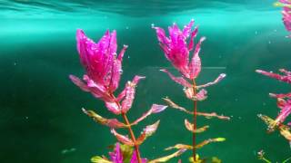 DAS Aquascape  Rotala Macrandra RedVariegated 로탈라 레드 [upl. by Toscano]