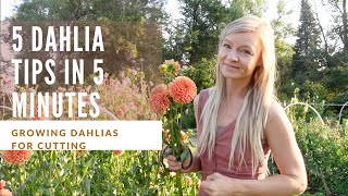 5 dahlia growing tips in 5 minutes [upl. by Lledor806]