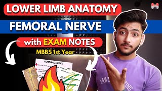 Lower Limb Anatomy Femoral Nerve  MBBS 1st Year  Full Explanation With Exam Notes  MBBS World [upl. by Wyly]