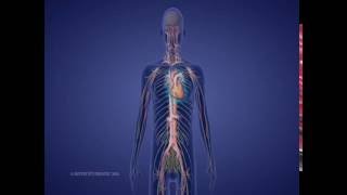 Levels of Spinal Cord Injury [upl. by Yeldah276]