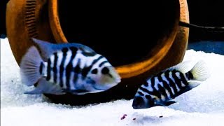 Convict Cichlid Care amp Tank Set up Guide [upl. by Shamma937]