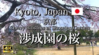 【March 26】Strolling Among the Cherry Blossoms at Shoseien Garden in Kyoto Japan 4K [upl. by Atlanta885]