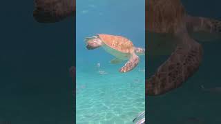 Snorkeling with Turtles at Playa Piskado snorkel turltes playapiskado curacao playa viral [upl. by Campos220]