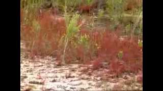 unique red Drosera filiformis in Florida [upl. by Dusen638]