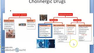 Pharmacology 101 c Parasympathetic Cholinergic Drugs Classify Classification Pilocarpine Neostigmine [upl. by Yorgos205]