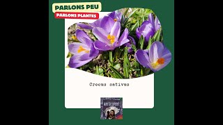 💬 quotParlons peu parlons plante tinctoriale quot 🧡 5 Crocus sativus [upl. by Mccafferty]